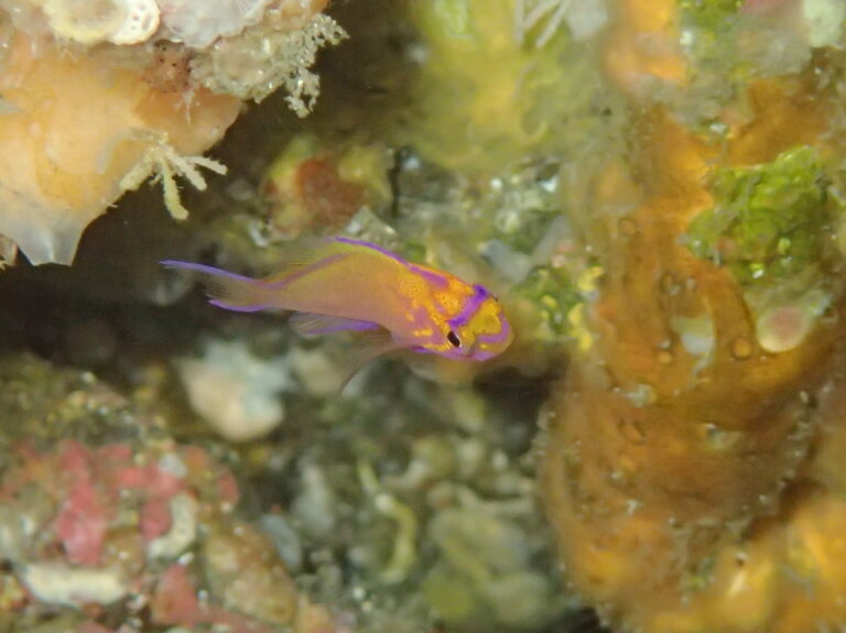 可愛いハナゴンベ幼魚♪│伊豆大島で遊ぼう-ダイビング・星空・自然体験ツアー｜オレンジフィッシュ