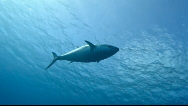 デカすぎクロマグロ登場‼️