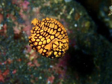 激カワ！マツカサウオの幼魚😊